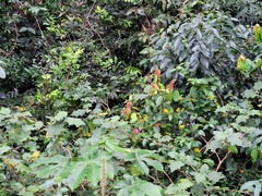 Passiflora glandulosa