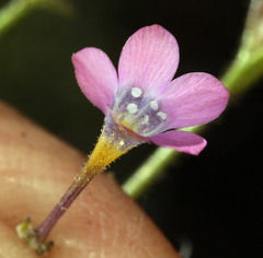 Gilia cana speciosa