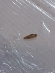 Epiphyas postvittana