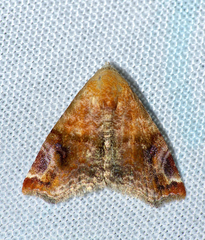 Eublemma apicimacula