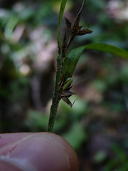 Scleria oligantha