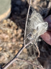 Phidippus octopunctatus