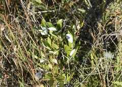Salix myricoides
