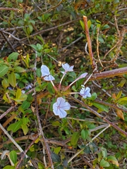 Plumbago auriculata