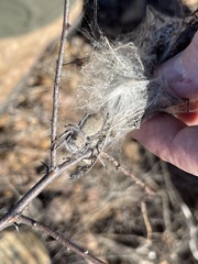 Phidippus octopunctatus