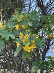 Senna surattensis