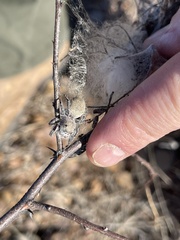 Phidippus octopunctatus