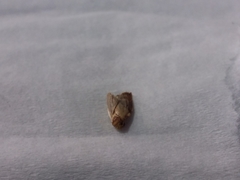 Epiphyas postvittana