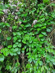 Dioscorea cayenensis