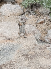 Ammospermophilus harrisii