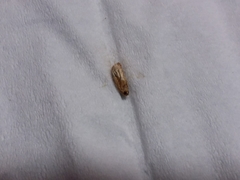 Epiphyas postvittana