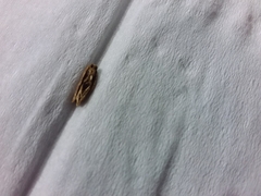 Epiphyas postvittana