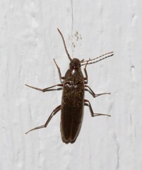Synchroa punctata