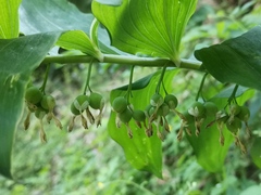 Polygonatum multiflorum
