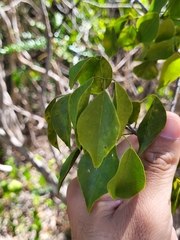 Amyris elemifera