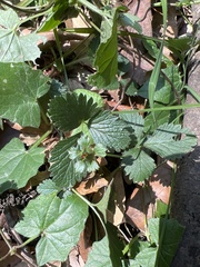 Potentilla indica