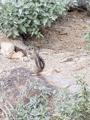 Ammospermophilus harrisii