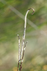 Nardus stricta