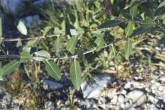 Salix myricoides