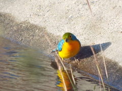 Passerina leclancherii