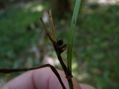 Scleria oligantha