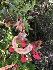 Pithecellobium keyense