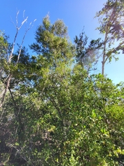 Sideroxylon obovatum