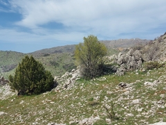 Juniperus drupacea