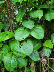 Dioscorea cayenensis