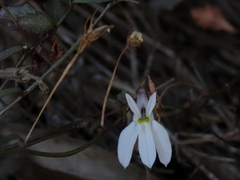 Lobelia pubescens