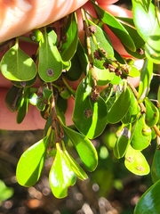 Sideroxylon obovatum