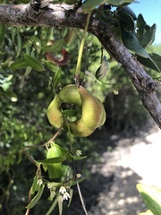 Pithecellobium keyense