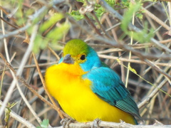 Passerina leclancherii