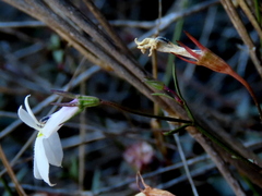 Lobelia pubescens