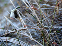 Lobelia pubescens