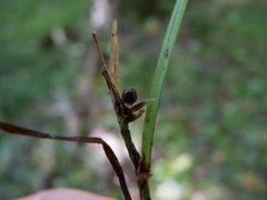 Scleria oligantha