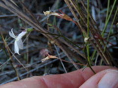 Lobelia pubescens