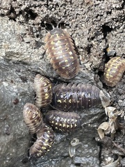 Armadillidium depressum