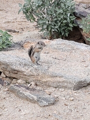 Ammospermophilus harrisii
