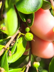 Sideroxylon obovatum