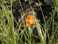 Papaver californicum