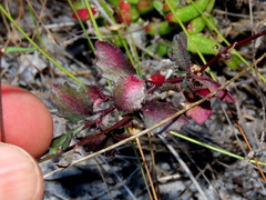 Lobelia pubescens