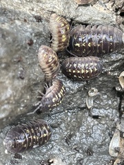 Armadillidium depressum