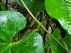 Dioscorea cayenensis