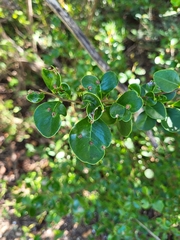 Sideroxylon obovatum