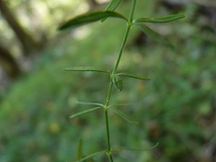 Galium uniflorum