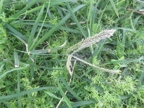 Eleusine indica observed 2023-01-10