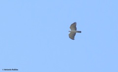 Spizaetus melanoleucus