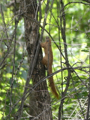 Heliosciurus mutabilis