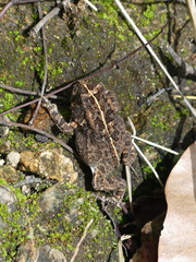 Sclerophrys gutturalis